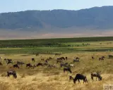Kenia: Kiedy jechać? Wielka Migracja, safari, pogoda Twój plan.