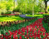 Keukenhof 2026: Najlepszy termin na tulipany i Parada Kwiatowa