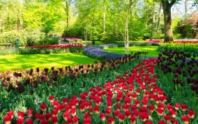 Keukenhof 2026: Najlepszy termin na tulipany i Parada Kwiatowa