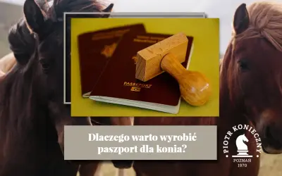 Paszport dla konia: jak wyrobić? Obowiązki i uniknij kar!