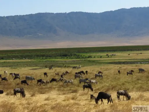 Kenia: Kiedy jechać? Wielka Migracja, safari, pogoda Twój plan.