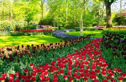 Keukenhof 2026: Najlepszy termin na tulipany i Parada Kwiatowa