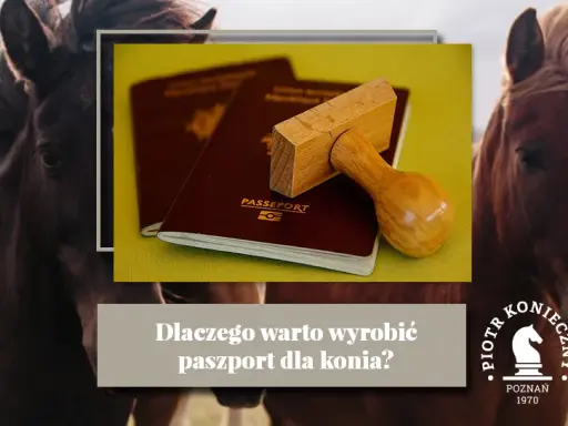 Paszport dla konia: jak wyrobić? Obowiązki i uniknij kar!