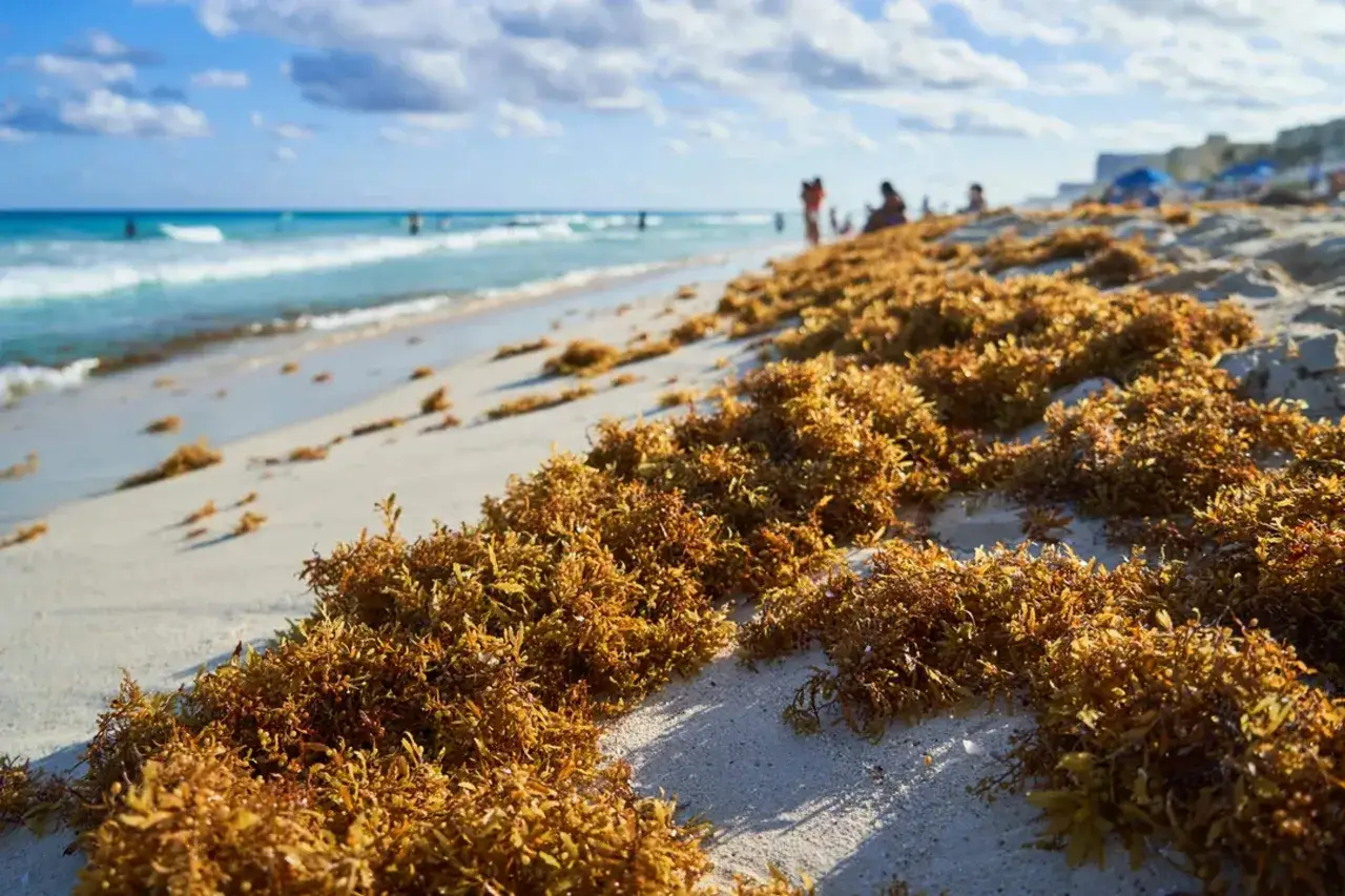 Plaża Cancun z glonami sargazo