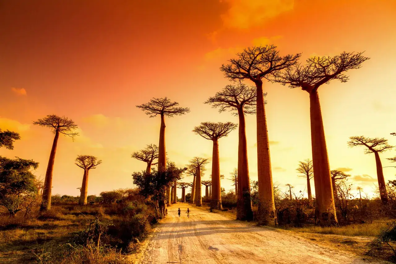Aleja Baobabów Madagaskar zachód słońca