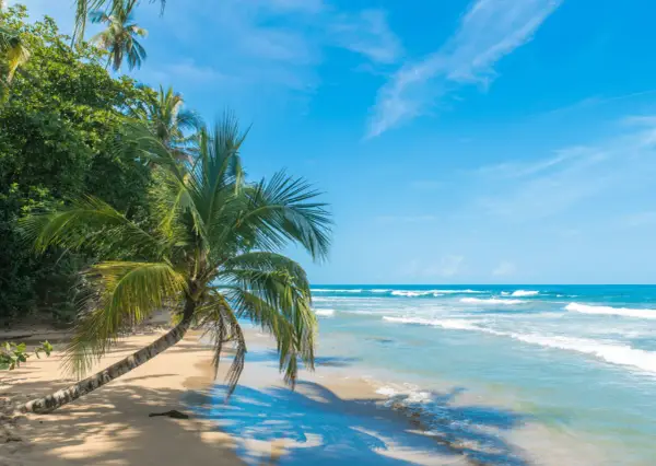 Plaża w Kostaryce z palmą pochyloną nad piaskiem i turkusowym oceanem.