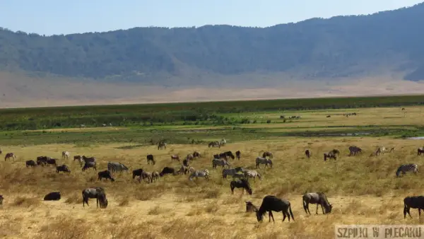 Kenia: Kiedy jechać? Wielka Migracja, safari, pogoda Twój plan.